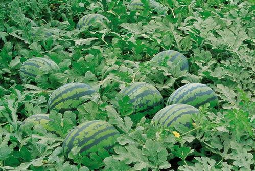 爆料人西瓜特效视频大全